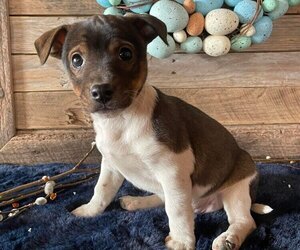 Jack Russell Terrier Puppy for Sale in HONEY BROOK, Pennsylvania USA