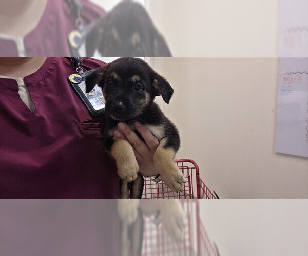 Medium Photo #2 Labrador Retriever-Unknown Mix Puppy For Sale in Houston, TX, USA