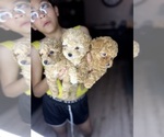 Image preview for Ad Listing. Nickname: Toy poodles