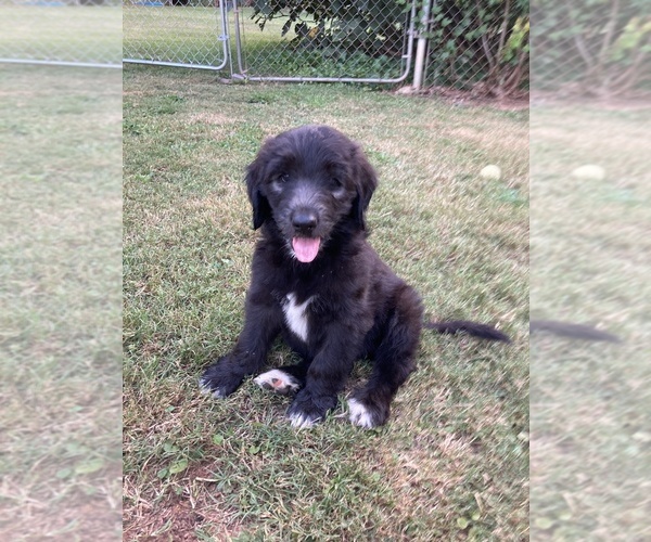 Medium Photo #1 Goldendoodle Puppy For Sale in DANIELSVILLE, GA, USA
