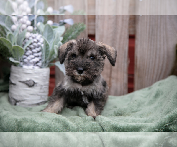 Medium Photo #3 Schnauzer (Miniature) Puppy For Sale in TOPEKA, IN, USA