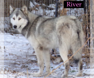 Wolf Hybrid Puppy for sale in SAINT IGNATIUS, MT, USA