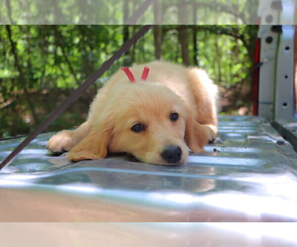 Medium Photo #6 English Cream Golden Retriever Puppy For Sale in ROCKY FACE, GA, USA