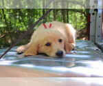 Small #5 English Cream Golden Retriever