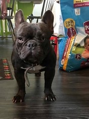 Father of the French Bulldog puppies born on 10/18/2018