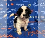 Puppy Miss Piggy Zuchon