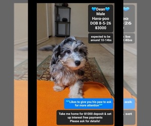 Havapoo Puppy for sale in TUCSON, AZ, USA