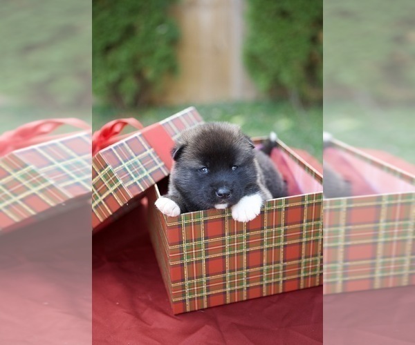 Medium Photo #2 Akita Puppy For Sale in LOUISVILLE, KY, USA