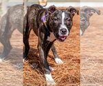 Small #2 Labrador Retriever Mix
