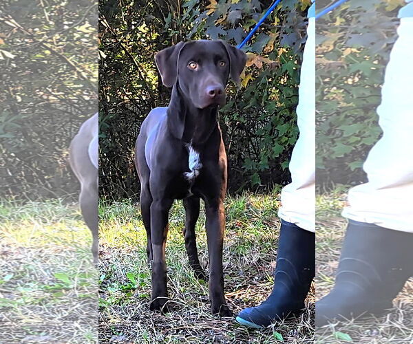 Medium Photo #4 Labrador Retriever-Unknown Mix Puppy For Sale in Wetumpka, AL, USA