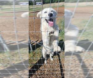 Huskies -Unknown Mix Dogs for adoption in San Antonio, TX, USA