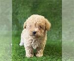 Small #13 Poodle (Toy)