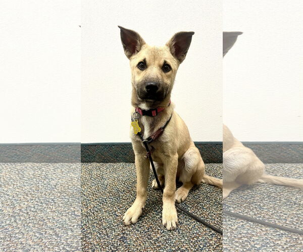 Medium Photo #1 Mutt Puppy For Sale in Sandy, UT, USA