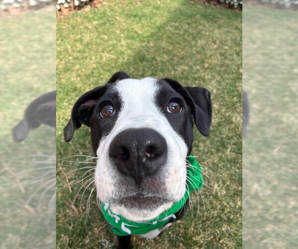Medium Photo #9 Labrador Retriever-Unknown Mix Puppy For Sale in Plainfield, IL, USA