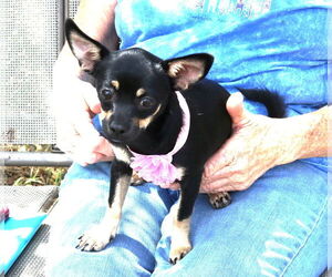 French Bullhuahua Dogs for adoption in Bandera, TX, USA