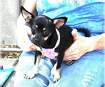 Small French Bullhuahua