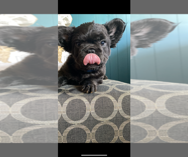 Medium Photo #5 French Bulldog Puppy For Sale in NEGAUNEE, MI, USA
