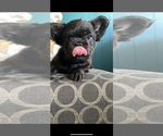 Small #4 French Bulldog
