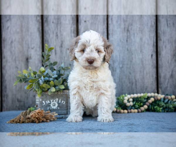 Medium Photo #2 Poodle (Miniature)-Portuguese Water Dog Mix Puppy For Sale in FREDERICKSBURG, OH, USA