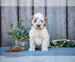 Small #1 Poodle (Miniature)-Portuguese Water Dog Mix