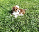 Small Photo #5 Mal-Shi-YorkiePoo Mix Puppy For Sale in ROCKVILLE, MD, USA