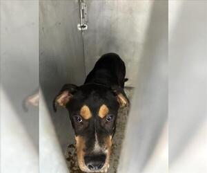 Mutt Dogs for adoption in Tulsa, OK, USA