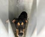 A186079 - Male Mutt Dog for Adoption - Small photo