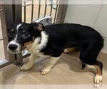 *PURPLE - Female Border Collie Dog for Adoption - Small photo