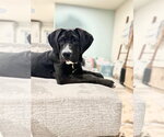 Small Mastiff Mix