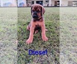 Small Photo #3 Mastiff Puppy For Sale in BRANTLEY, AL, USA