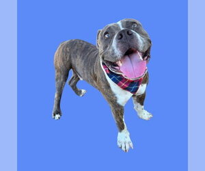 Mutt Dogs for adoption in Bakersfield, CA, USA