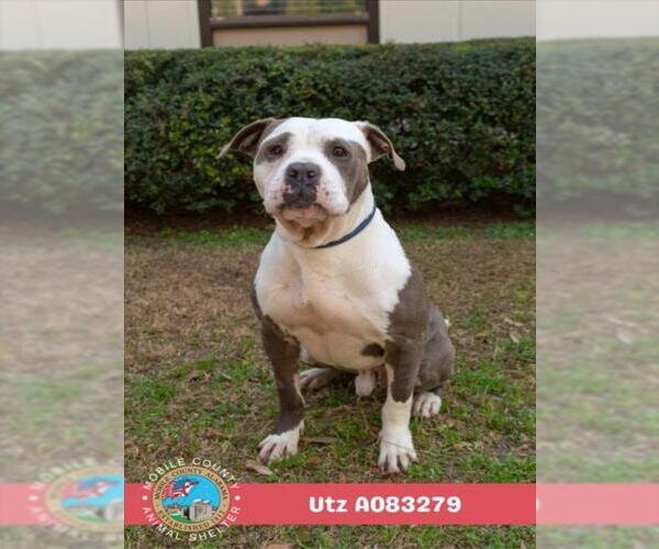 Medium Photo #1 Bulldog Puppy For Sale in Mobile, AL, USA