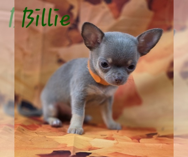 Medium Photo #8 Chihuahua Puppy For Sale in HOMERVILLE, GA, USA