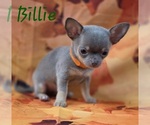 Small Photo #8 Chihuahua Puppy For Sale in HOMERVILLE, GA, USA