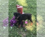 Small Photo #3 Rottweiler Puppy For Sale in REMER, MN, USA