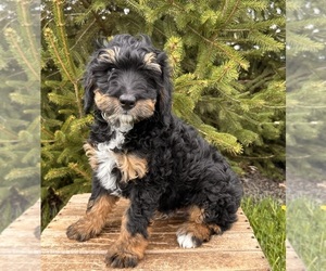 Yorkshire Terrier Puppy for sale in MIDDLEBURY, IN, USA