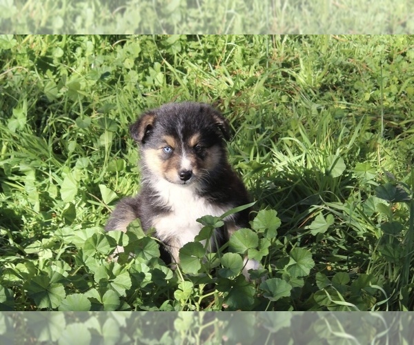 Medium Photo #17 Australian Shepherd Puppy For Sale in ACTON, CA, USA