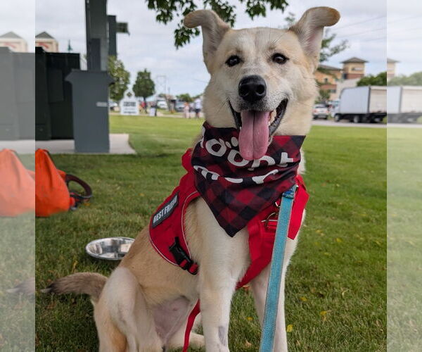 Medium Photo #8 Huskies -Unknown Mix Puppy For Sale in Fargo, ND, USA