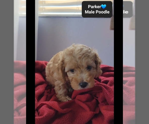 Medium Photo #3 Poodle (Toy) Puppy For Sale in TUCSON, AZ, USA