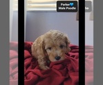 Small #2 Poodle (Toy)