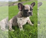 Small Photo #3 French Bulldog Puppy For Sale in ALLEGAN, MI, USA