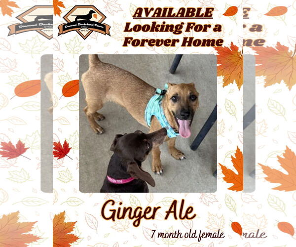 Medium Photo #3 Dachshund-Unknown Mix Puppy For Sale in San Antonio, TX, USA