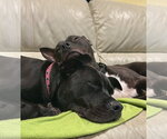 Small Photo #4 Bull Terrier-Unknown Mix Puppy For Sale in San Jose, CA, USA