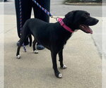 Small #9 Beagle-Border Collie Mix