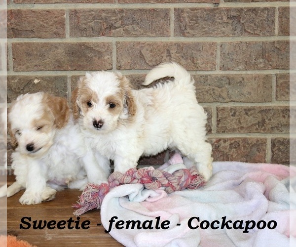Medium Photo #2 Cock-A-Poo Puppy For Sale in CLARKRANGE, TN, USA