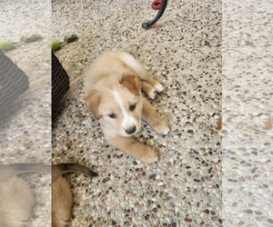 Labrador Retriever-Unknown Mix Dogs for adoption in The Woodlands, TX, USA