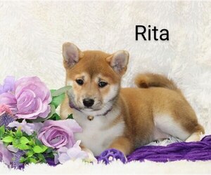 Shiba Inu Puppy for sale in LOYAL, WI, USA