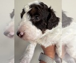 Small #2 Aussiedoodle Miniature 