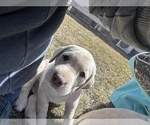 Small Photo #15 Labrador Retriever Puppy For Sale in HUDSON, CO, USA