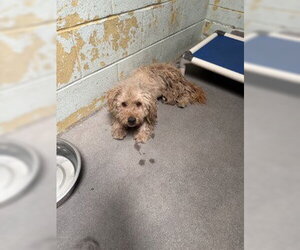 Poodle (Miniature) Dogs for adoption in Stockton, CA, USA